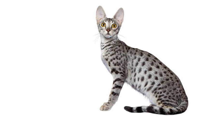 Savannah Cat Breed Information Purina