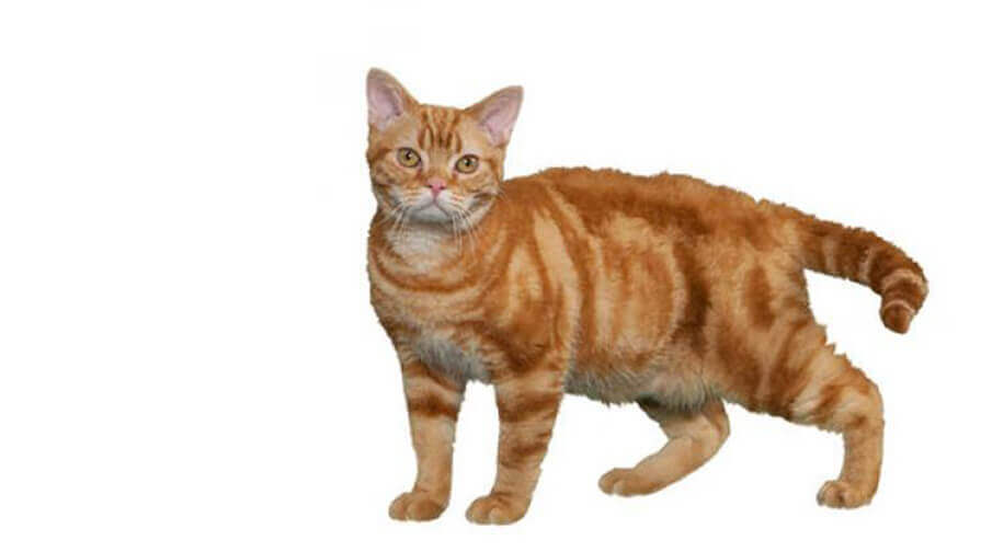 American Wirehair Cat Breed Information Purina