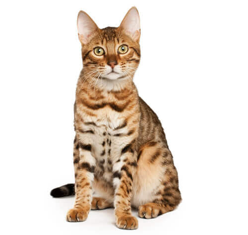 https://www.purina.co.uk/sites/default/files/2021-02/CAT%20HERO_0002_Bengal.jpg