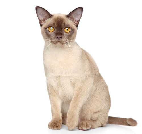 Burmese Cat Breed Information | Purina