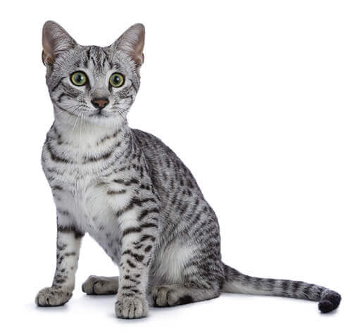 Mau Cat Breed Purina