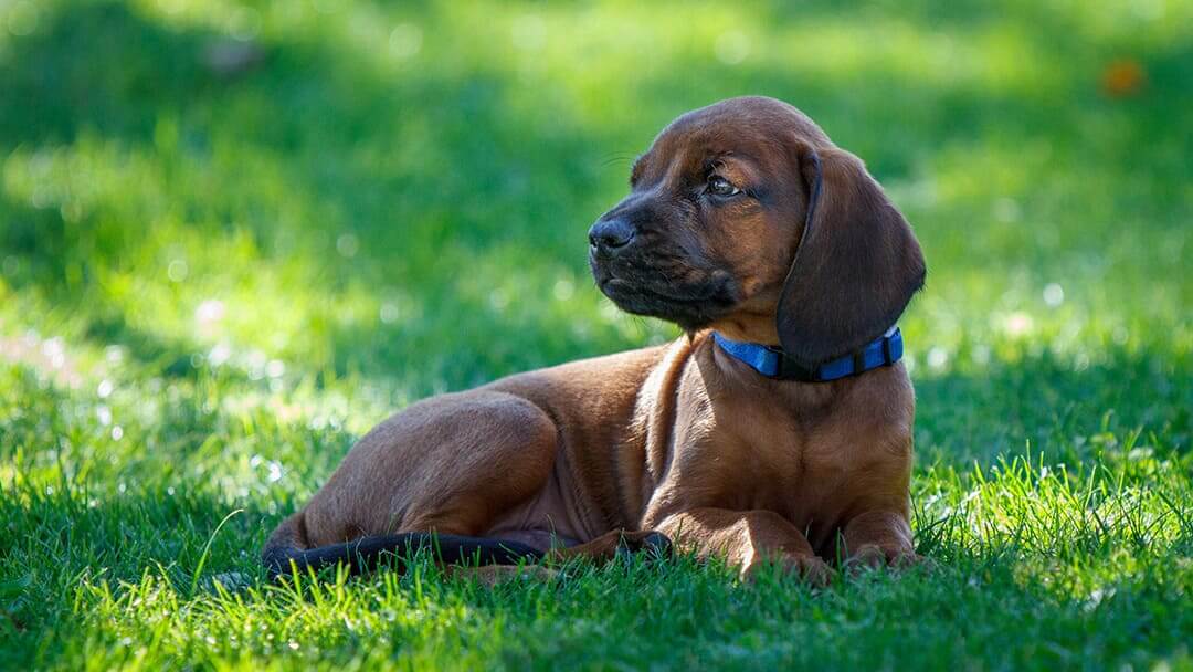 Can You See Round Worms In Dogs Poop