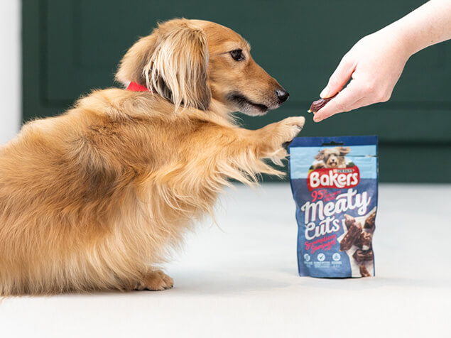 dachshund reaching out for a meaty cuts treat