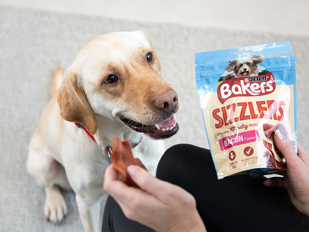 labrador looking up at a Bakers sizzler treat