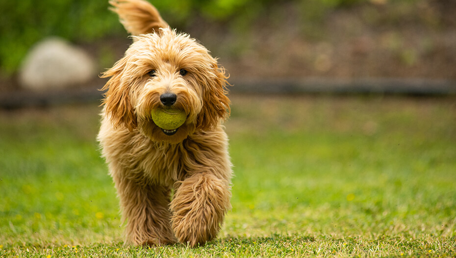 Goldendoodle Dog Breed Information Purina