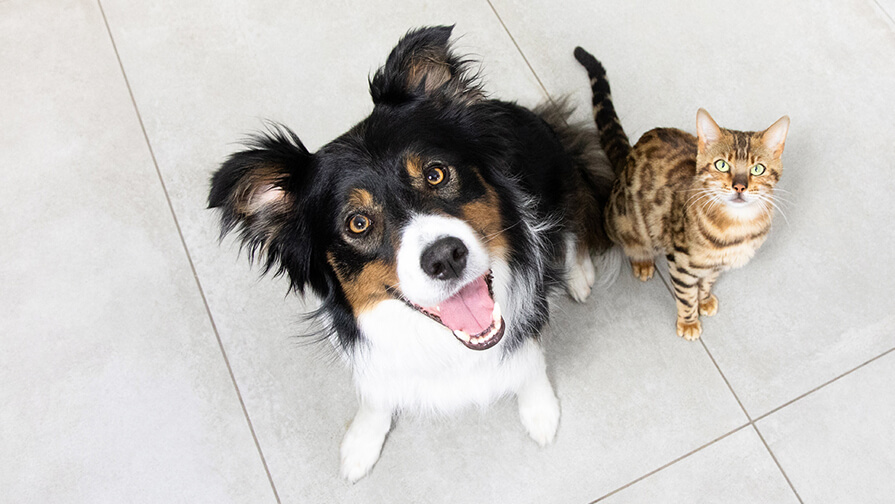 dog and cat sitting together and looking up