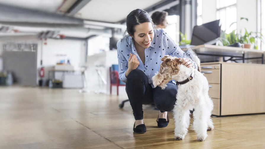 dog in the office with owner