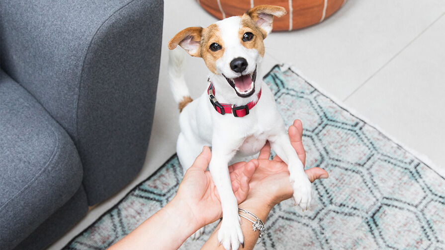 puppy jumping into owner's arms