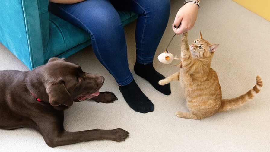 dog and cat playing