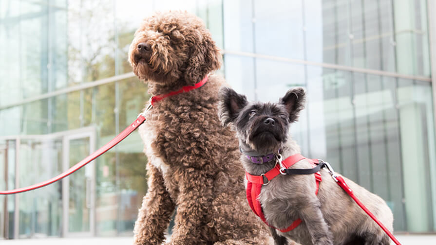 Two dogs sitting outside an office building