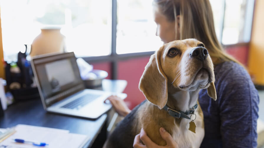 dog sitting on owner's lap as she works at laptop