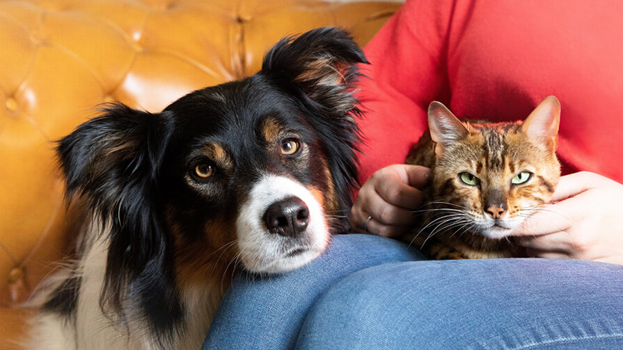 dog and cat sitting in owner's lap