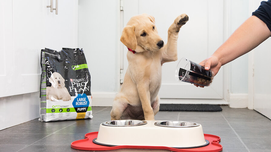 labrador puppy excited for Pro Plan food