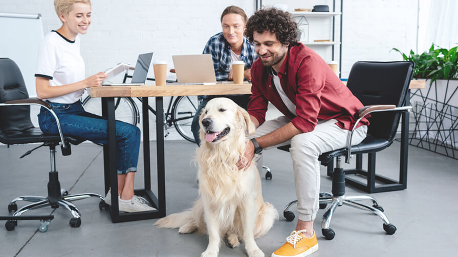 Happy golden retriever at work with colleagues
