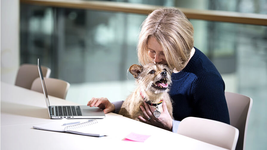 Pet sitting at a desk with owner working on their laptop