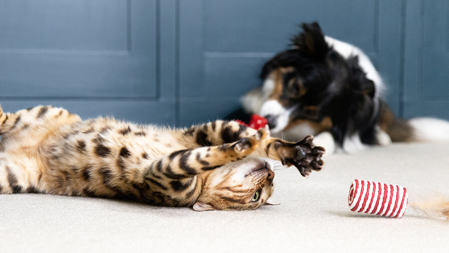 dog and cat playing