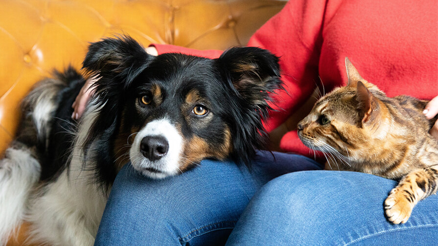 dog and cat sitting in owner's lap