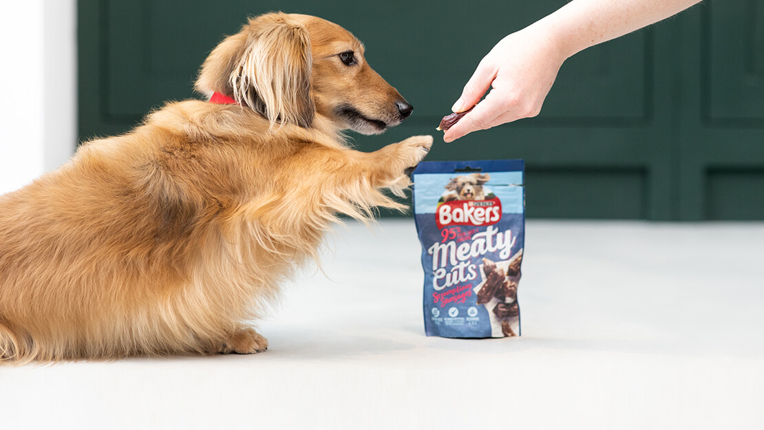 dachshund reaching out for a meaty cuts treat