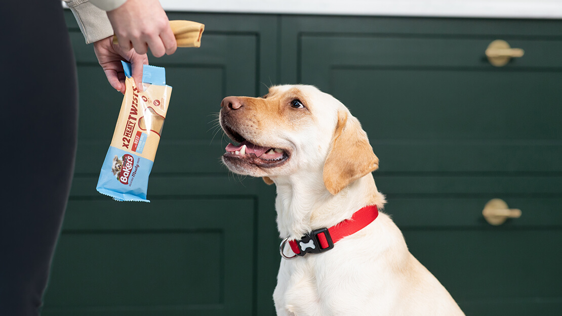 labrador looking up at a Bakers meaty twist