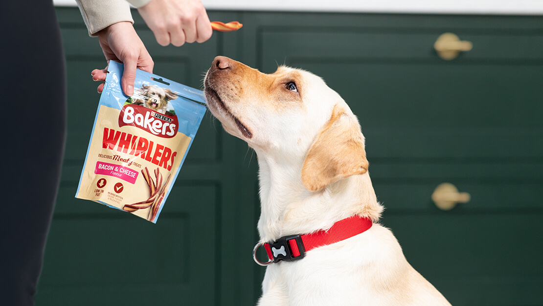 labrador looking up at a Bakers whirler treat