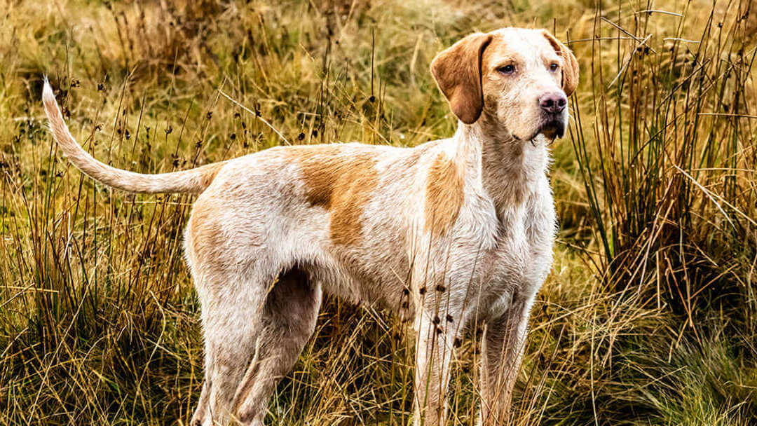 what happens when dog ticks bite humans