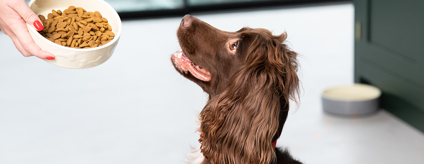 should dogs eat grains