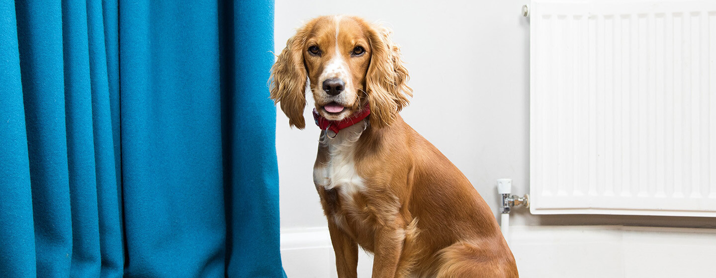 spaniel in front of a blue curtain