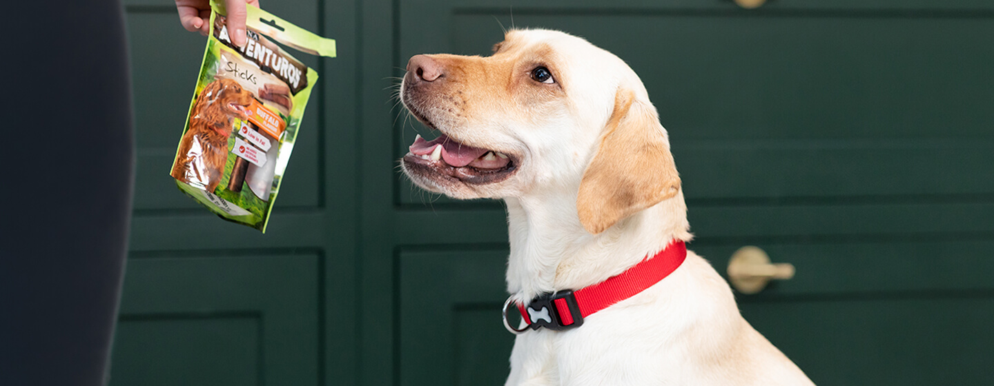 what training treats are best for a puppy