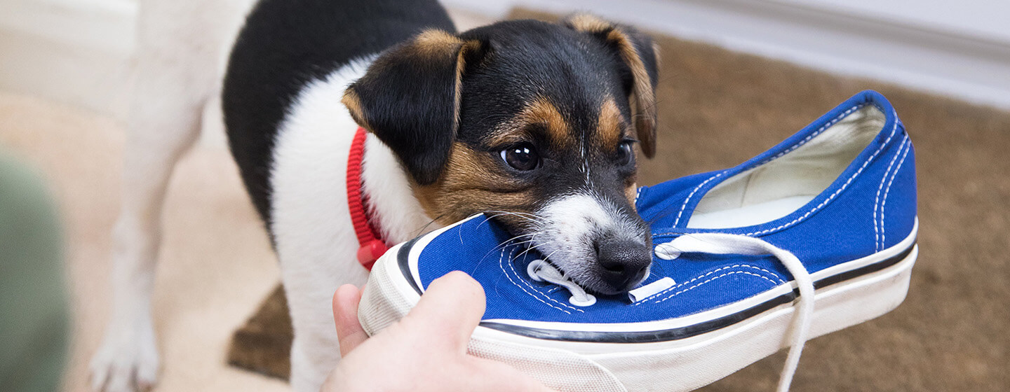 Puppy from Ninna's Road to Rescue in Benton makes it into this year's Puppy  Bowl