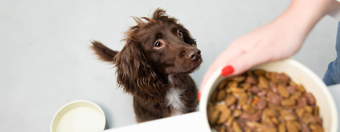 what can i feed my dog instead of dog food