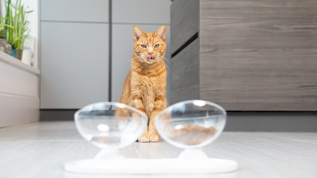 Can Cats Eat Raw Chicken Is It Safe Our Fit Pets