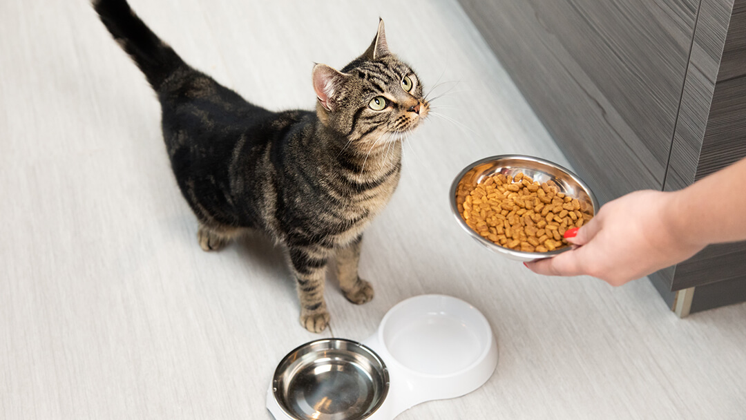 How To Force Feed A Cat Wet Food