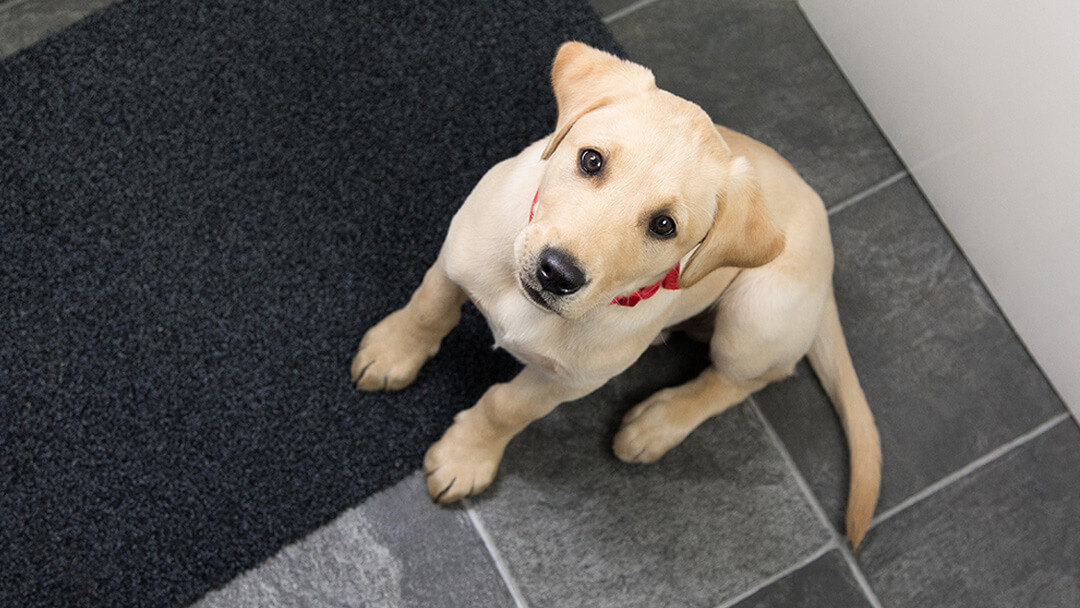 dog looking up begging