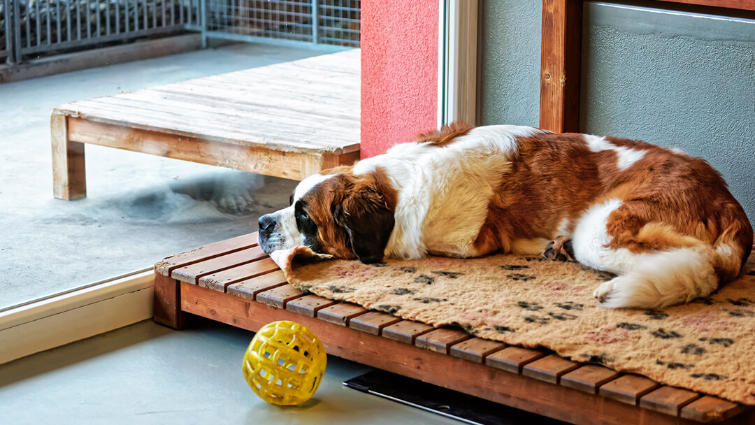 The Easy Guide to Choosing a Boarding Kennel for Your Dog