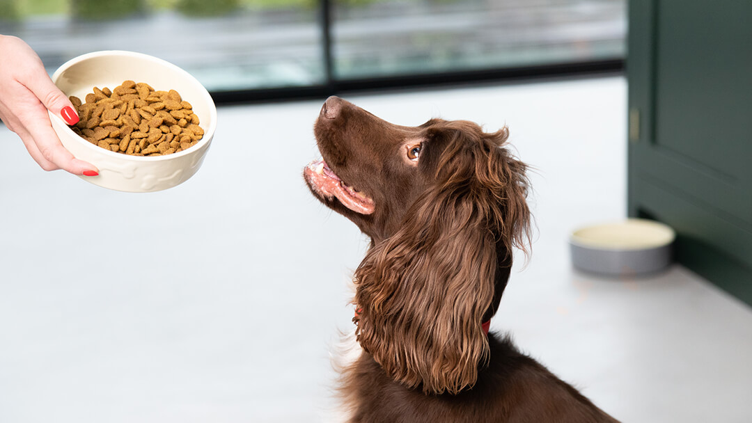 https://www.purina.co.uk/sites/default/files/2021-03/Article%20teaser%20dog%20feeding%202.jpg