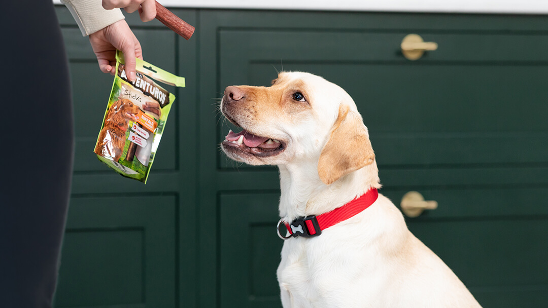 when can you start giving your puppy treats