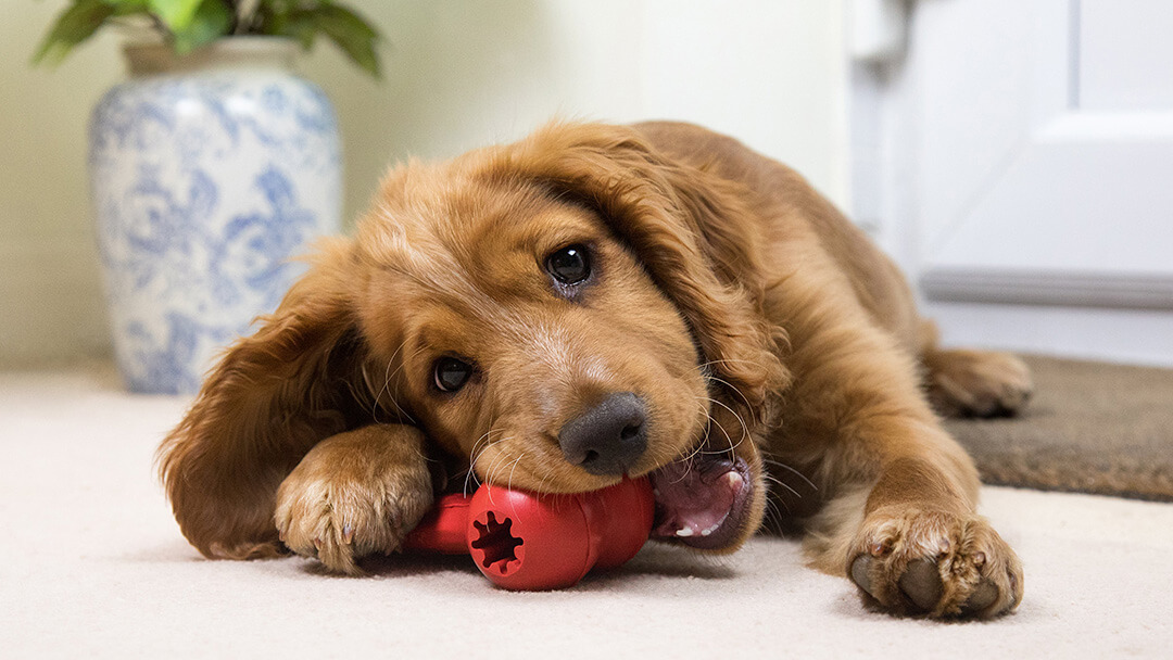 puppy chewing on a red toy