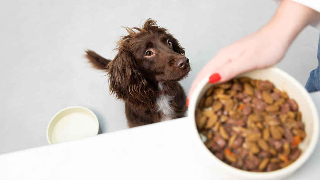 is it ok for a puppy to eat senior dog food