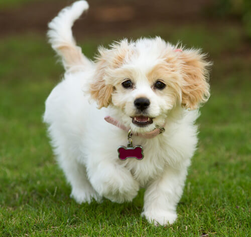 Cavachon Dog Breed Information | Purina