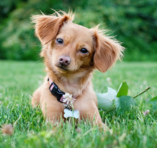 Fluffy chiweenie Outlet