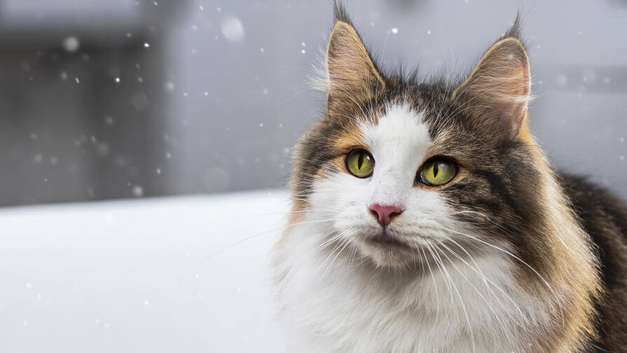 managing cat allergens