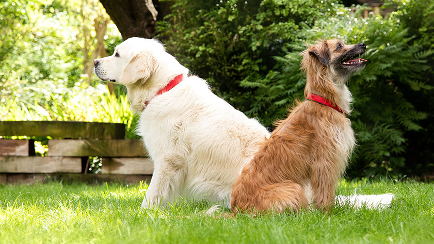 two dogs sitting back to back