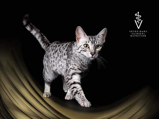 PPVD Cat hero