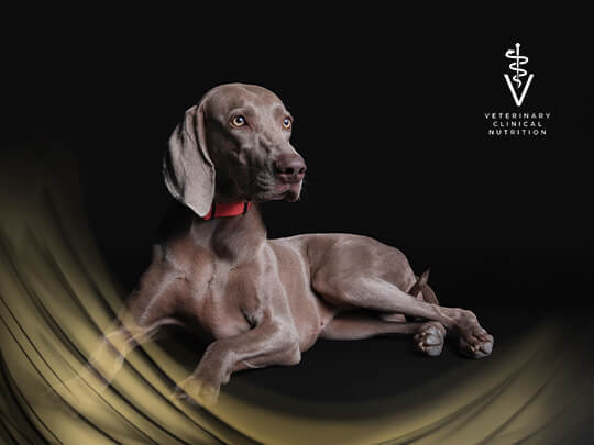 PPVD Dog hero