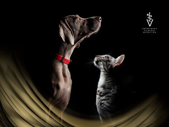 PPVD cat and dog