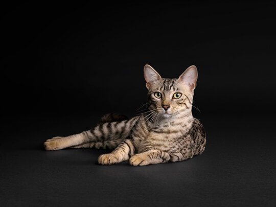 Pro Plan cat