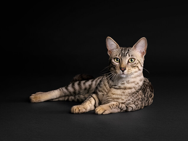 Pro Plan Cat