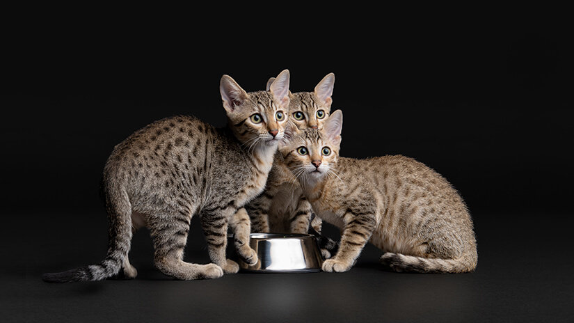 Pro Plan kittens