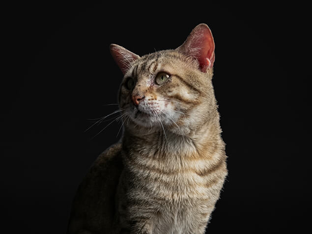 Pro plan cat senior