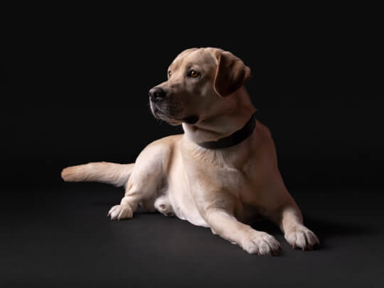 Pro Plan Yellow Lab
